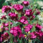 Karthäusernelke (Dianthus Carthusianorum) im Topf, leuchtend pinke Blüten.