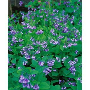 Nahaufnahme des Virginischen Blausterns (Mertensia Virginica) mit himmelblauen Blüten und grünen Blättern.