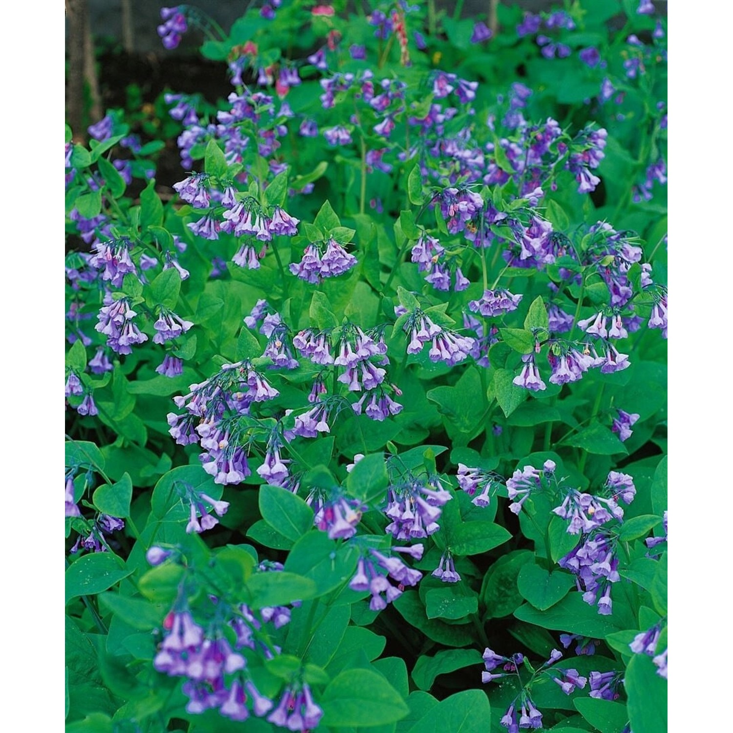 Mertensia Virginica Virginischer Blaustern Ca. 9x9 cm Topf günstig online kaufen