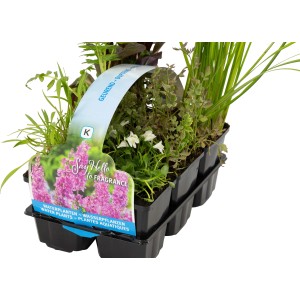OBI Wasserpflanzen Duft-Set, 6er-Pack im Topf, verschiedene Sorten für den Gartenteich.