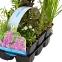 OBI Wasserpflanzen Duft-Set, 6er-Pack im Topf, verschiedene Sorten für den Gartenteich.