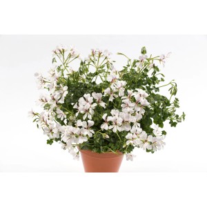 Hängende Geranie mit weißen Blüten im Topf, ca. 12 cm hoch, ideal für Balkonkästen.