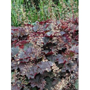 Purpurglöckchen 'Purple Petticoats' mit gewellten, violetten Blättern und zarten, weißen Blüten.