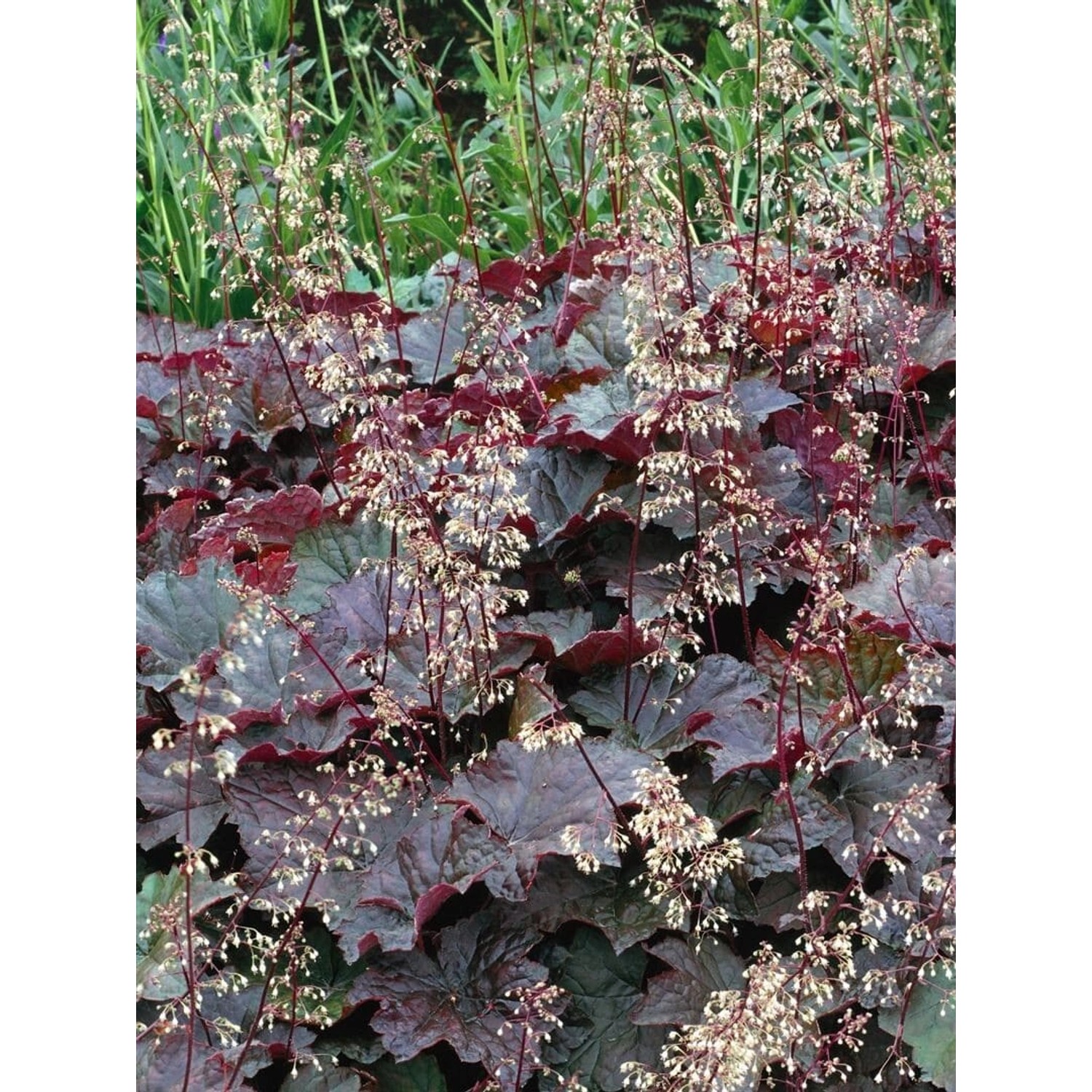 Heuchera Micrantha Purple Petticoats Purpurglöckchen Ca. 11x11 cm Topf günstig online kaufen