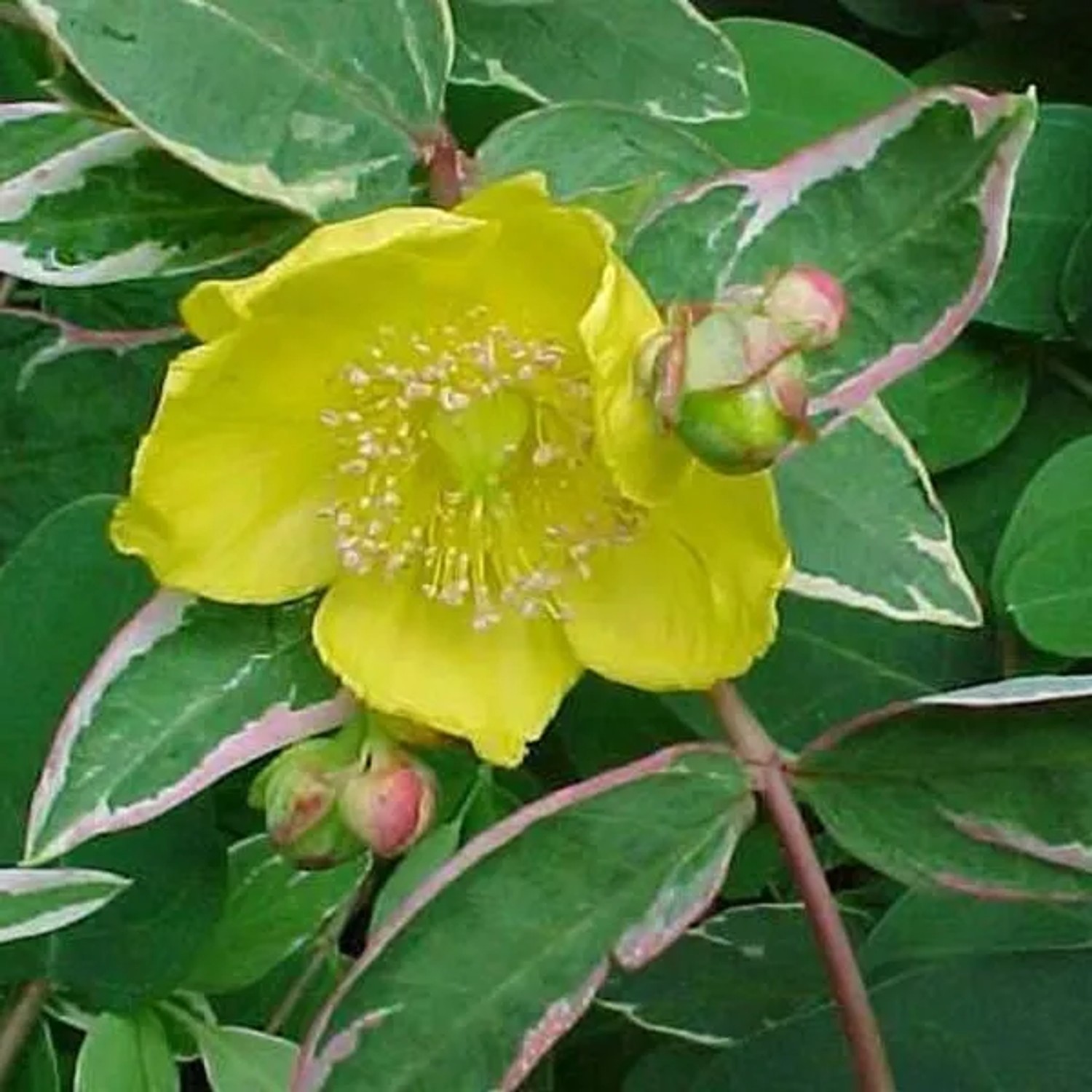 Johanniskraut 'Tricolor' Hypericum × moserianum 25 bis 30 cm im Container Panaschiertes Laub