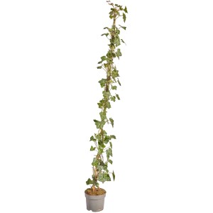 Großblättriger Irischer Efeu im Topf, ideal für eine dichte Efeuhecke. 125-150cm hoch.