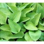 Funkie Hyacinthina - Hosta fortunei