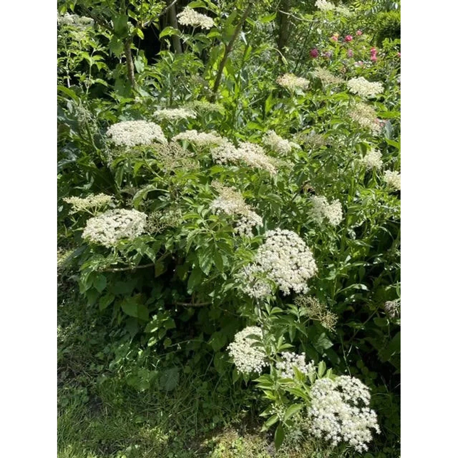 Baumfink Schwarzer Holunder Topfpflanze mit cremeweißen Blüten und grünen Blättern.