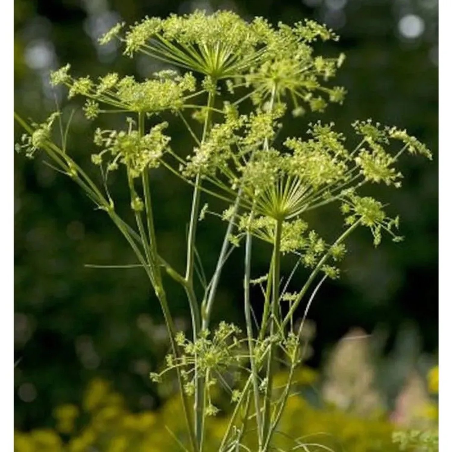 Echter Haarstrang - Peucedanum officinale