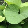 Pfeifenwinde Aristolochia macrophylla 50 bis 60 cm im Container Kletterpflanze