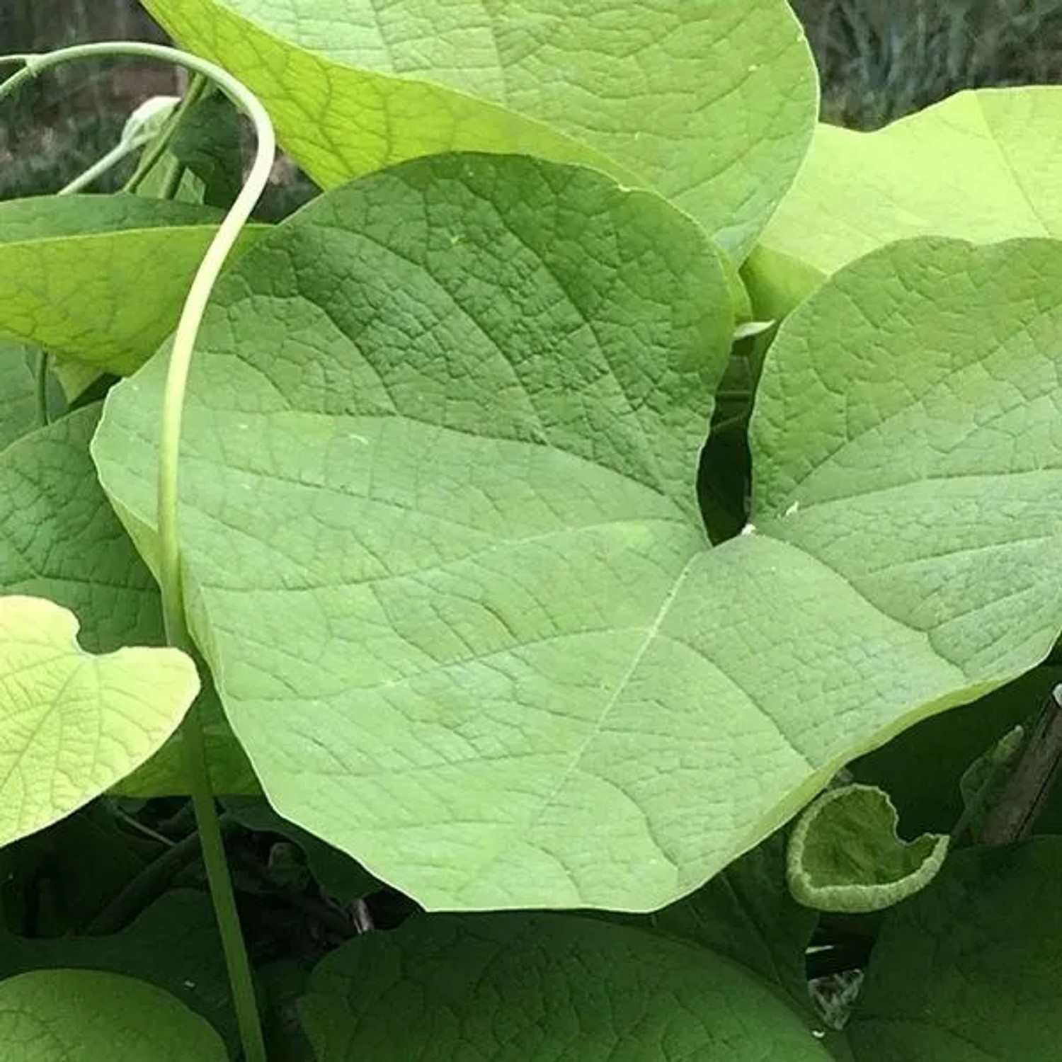 Pfeifenwinde Aristolochia macrophylla 50 bis 60 cm im Container Kletterpflanze