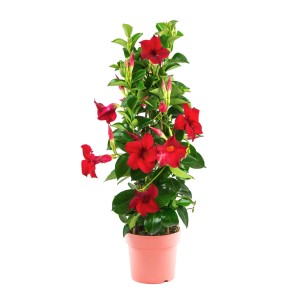 Dipladenie Pyramide im Topf, rote Blüten, grüne Blätter. Blühende Kübelpflanze für Terrasse und Balkon.