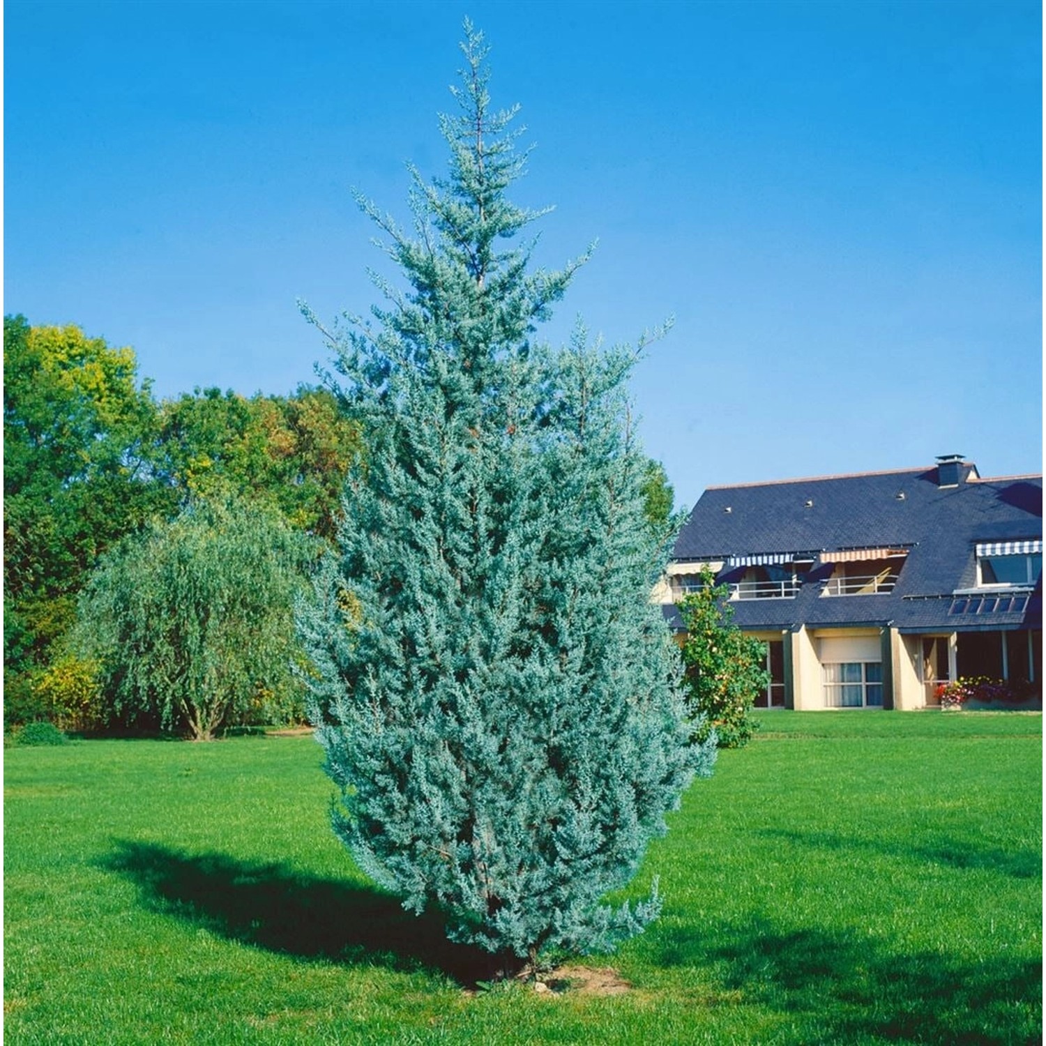 Cupressus arizonica 'Fastigiata Glauca' 150-175 cm günstig online kaufen