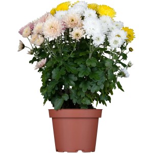 Herbst-Chrysantheme Trio im Topf mit gelben, weißen und rosa Blüten.