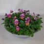 Hornveilchen in Zinkschale, violett-gelbe Blüten, ca. 15 cm hoch, Topf-Ø ca. 29 cm. Bepflanzte Schale für den Außenbereich.
