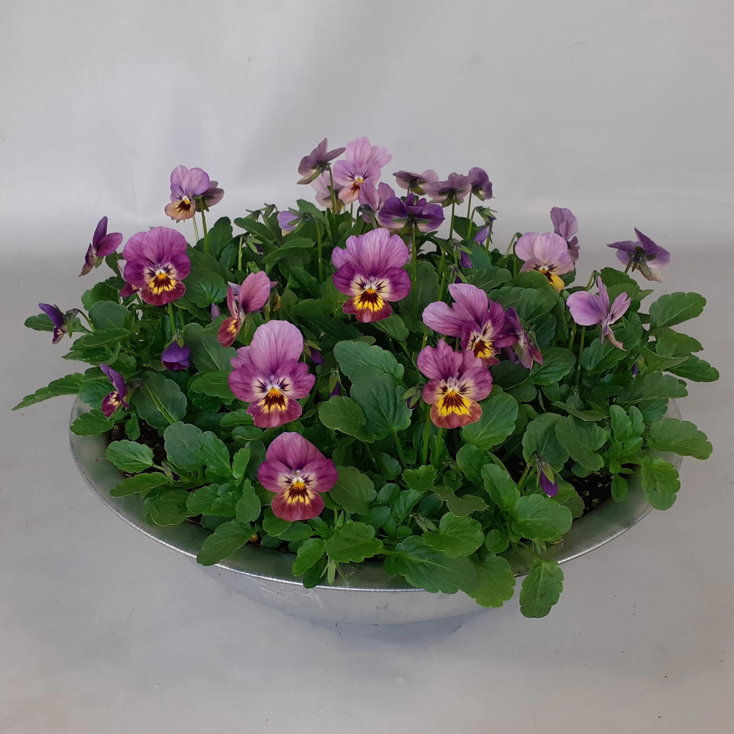 Hornveilchen in Zinkschale, violett-gelbe Blüten, ca. 15 cm hoch, Topf-Ø ca. 29 cm. Bepflanzte Schale für den Außenbereich.