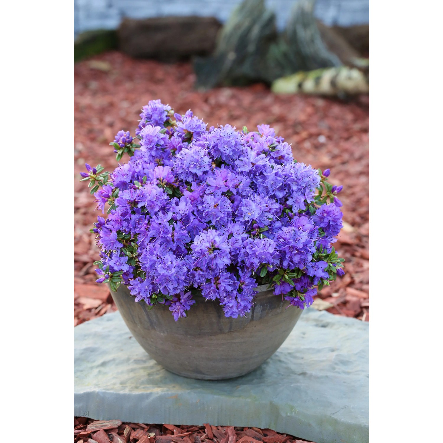 Zwerg Rhododendron "Saint Merryn I" Hhe 10-20 cm 2,3 l Topf kaufen bei OBI