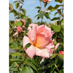 Nahaufnahme einer rosa-apricotfarbenen Kletterrose 'Compassion' im Topf, sonniger Hintergrund.