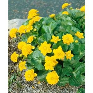 Leuchtend gelbe, gefüllte Sumpfdotterblume (Caltha palustris Multiplex) im 9x9 cm Topf.