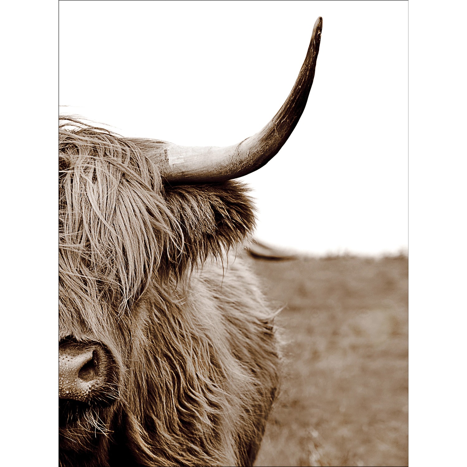 Leinwandbild Basic Anonymus Scott. Highland Cattle ll 77 cm x 57 cm