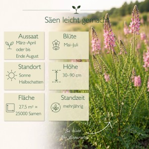 Esparsette Pflanze mit rosaroten Blüten im Feld. Wichtige Infos zu Aussaat, Blütezeit & Standort. LaCaTho Blumensamen Bienenweide.