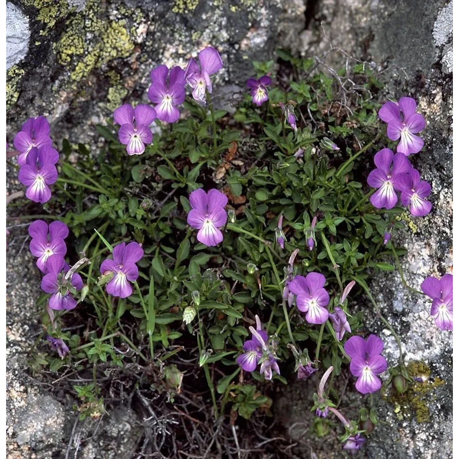 Korsische Veilchen  - Viola corsica