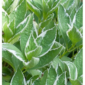 Nahaufnahme der Bauernhortensie Light o Day mit grün-weiß panaschierten Blättern.