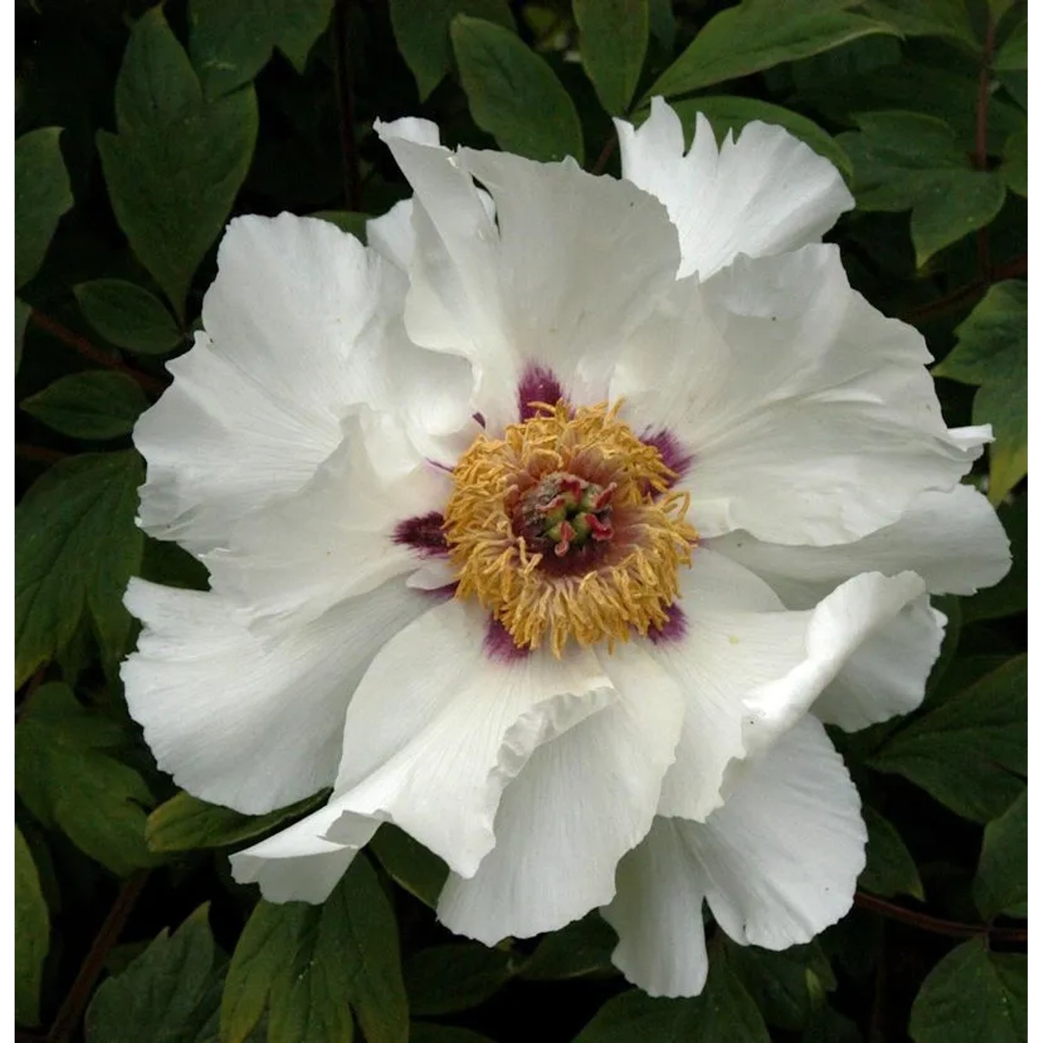 Strauchpfingstrose Weiß - Paeonia suffruticosa