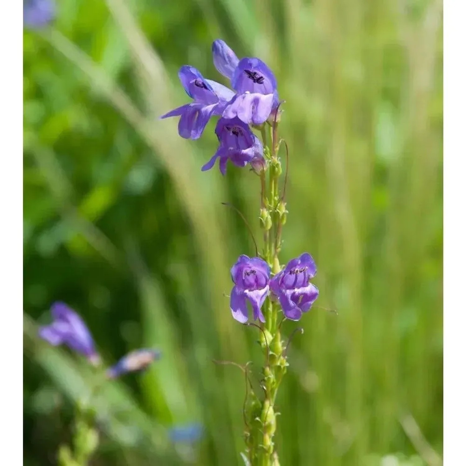 Aufrechter Bartfaden - Penstemon strictus