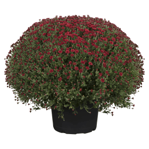 Buschige, rote Herbst-Chrysantheme im Topf, ca. 50cm hoch. Ideal für Balkon und Terrasse.