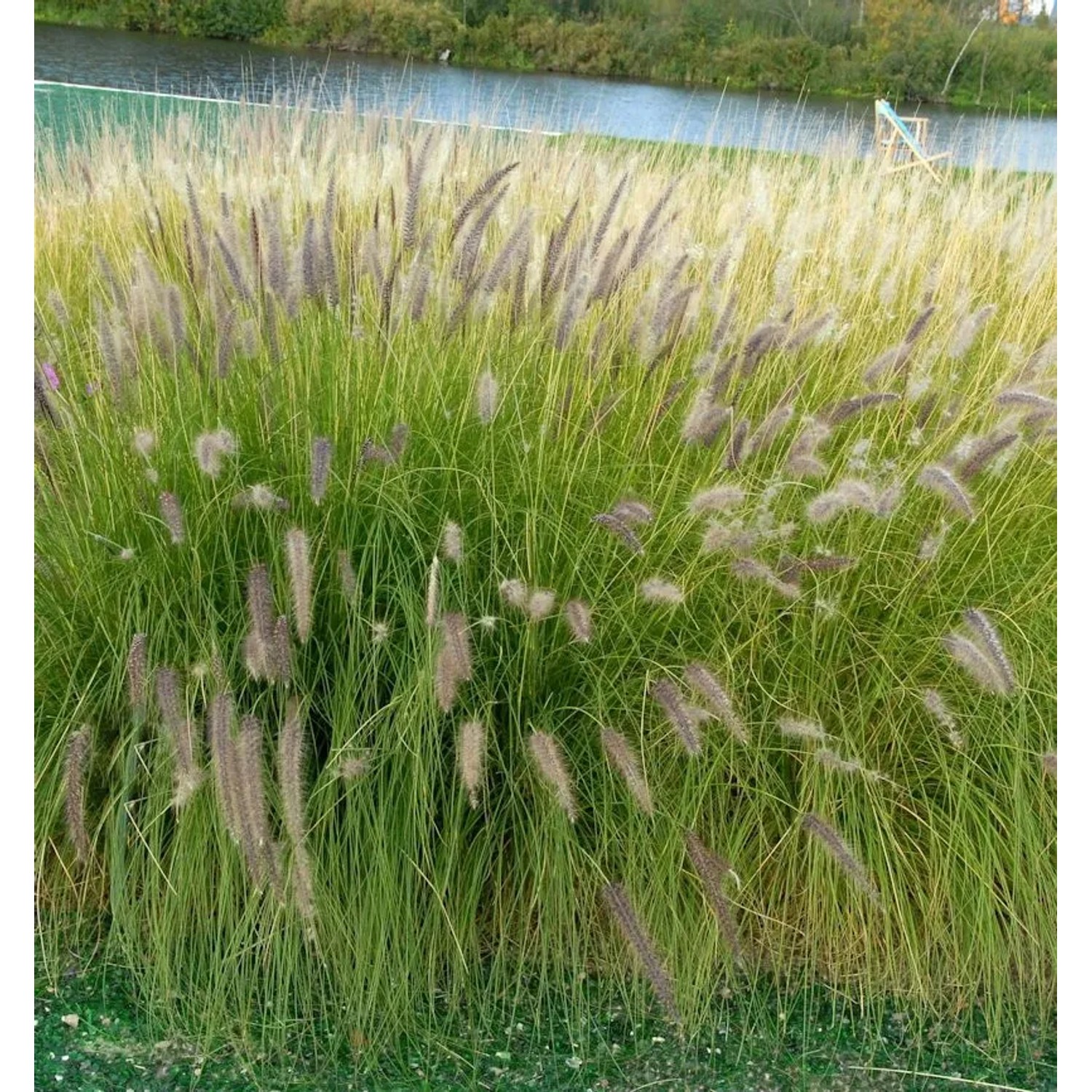 Lampenputzergras Tall Tailes - Pennisetum orientale