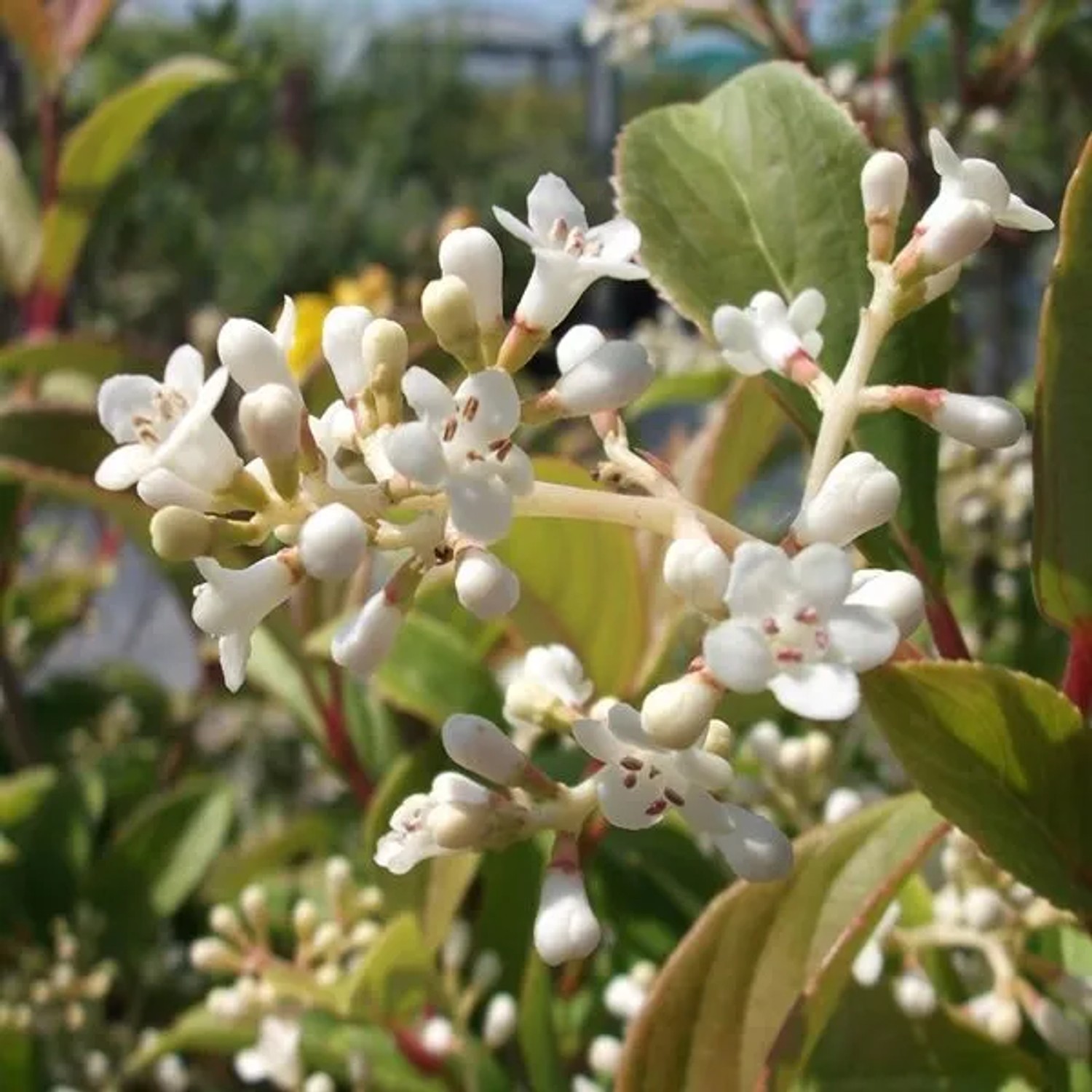 Schneeball 'Winton' Viburnum hillieri 30 bis 40 cm im Container Herbstfärbung