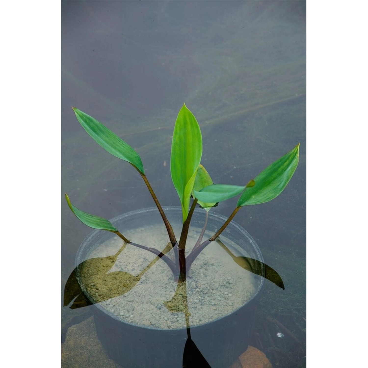 Orontium Aquaticum Ca. 9x9 cm Topf günstig online kaufen