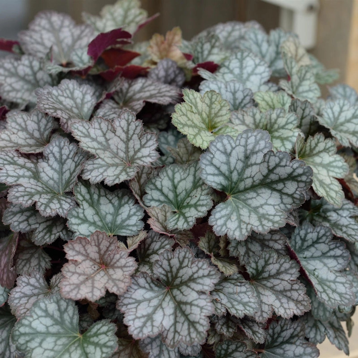 Silberglöckchen Peppermint Spice - Heuchera cultorum günstig online kaufen