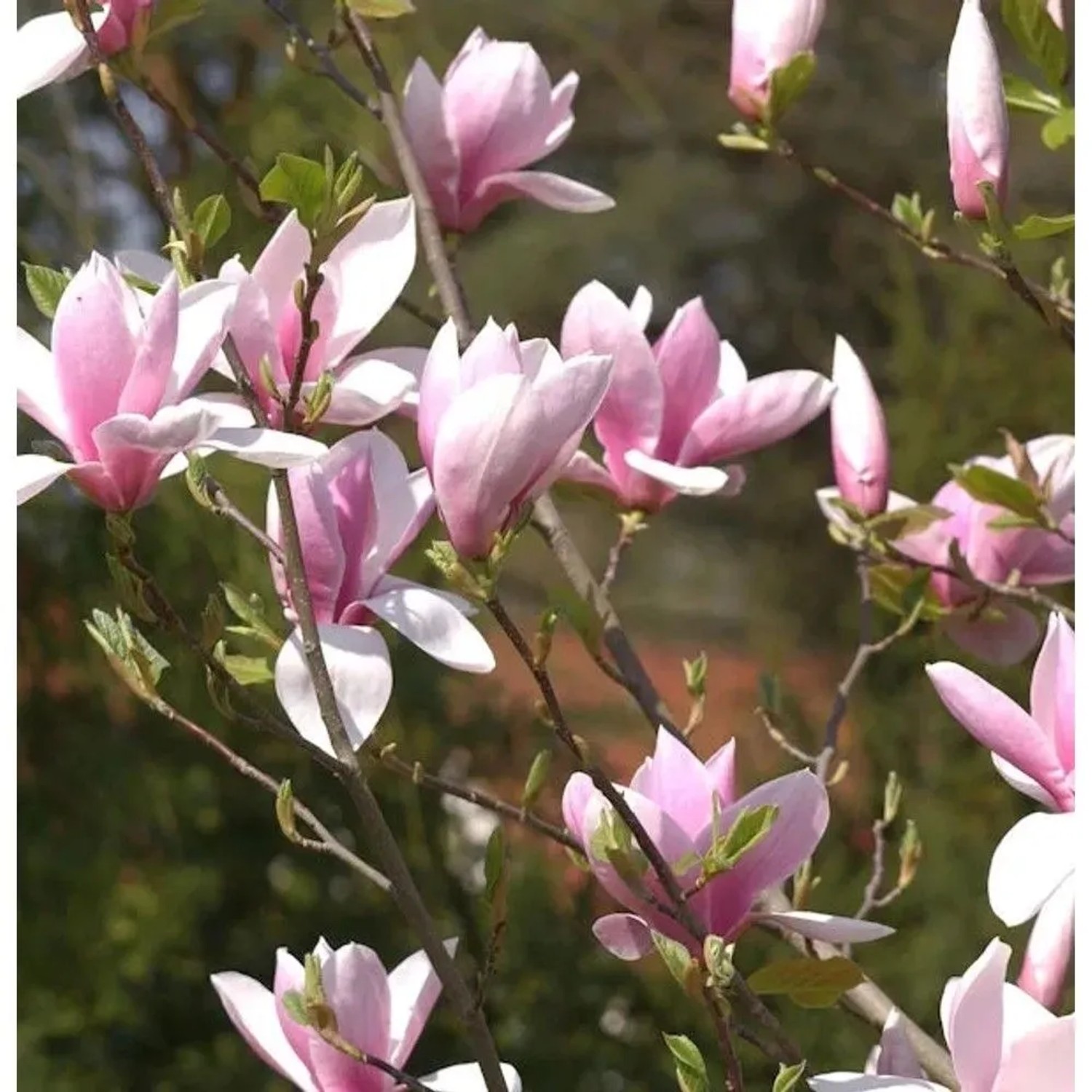 Magnolie Daybreak 60-80cm - Magnolia