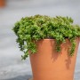 Teppichsedum 'Coral Carpet' im Topf, ein grüner Bodendecker für sonnige Standorte.