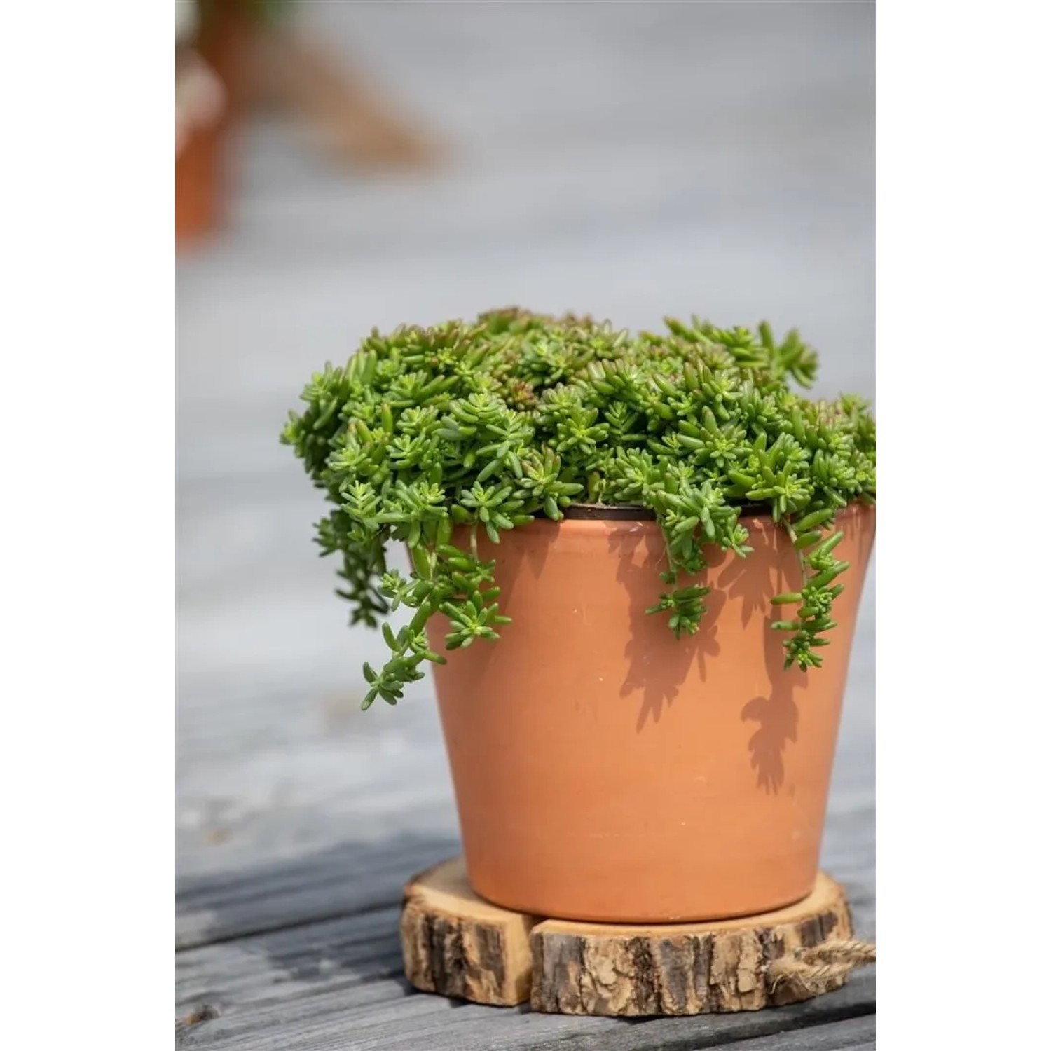 Teppichsedum 'Coral Carpet' im Topf, ein grüner Bodendecker für sonnige Standorte.