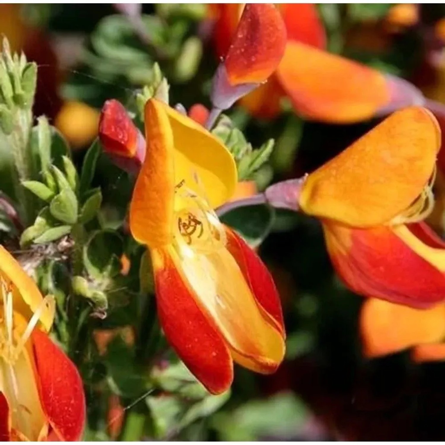 Edelginster Fulgens 60-80cm - Cytisus scoparius