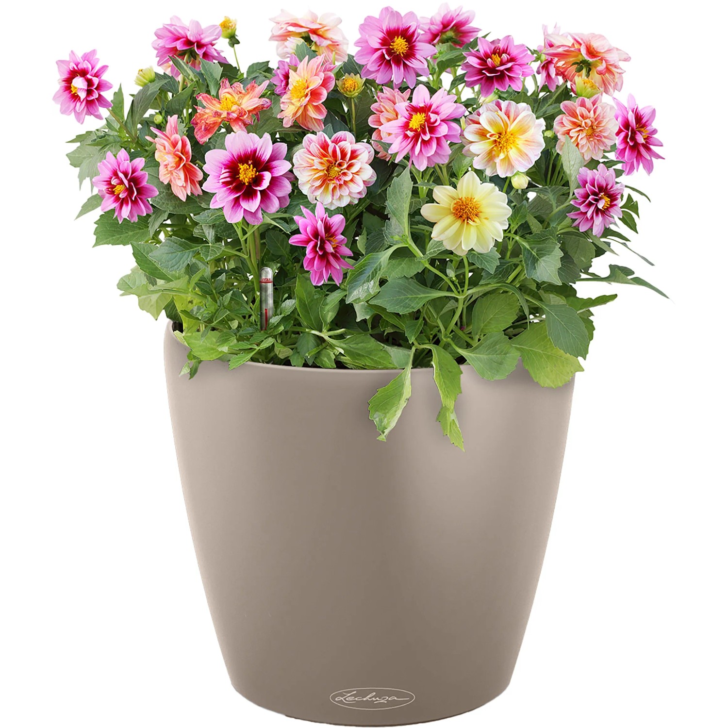 Sandbrauner Lechuza Classico Color Pflanztopf (Ø 22cm) mit bunten Dahlien.