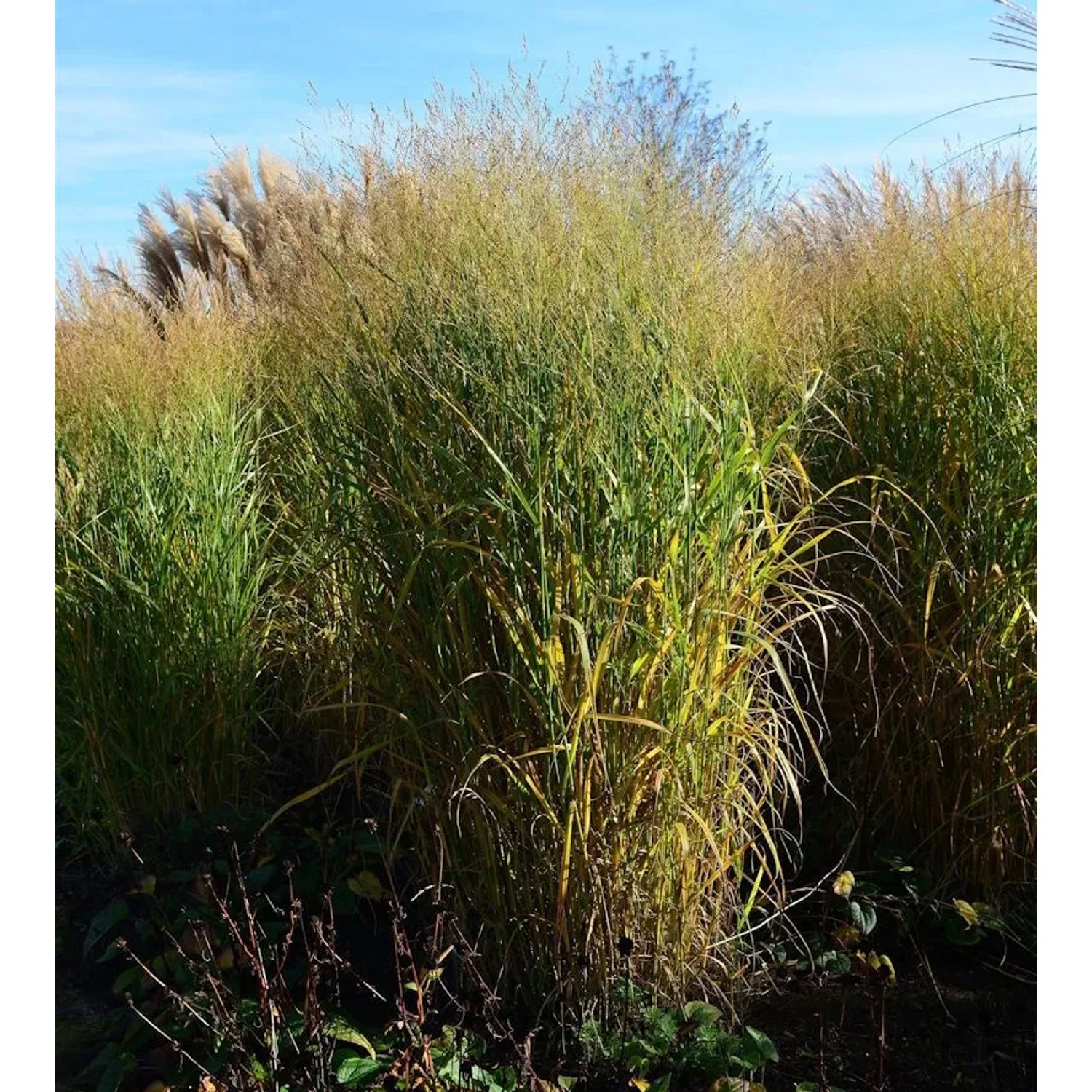 Rutenhirse Strictum - Panicum virgatum
