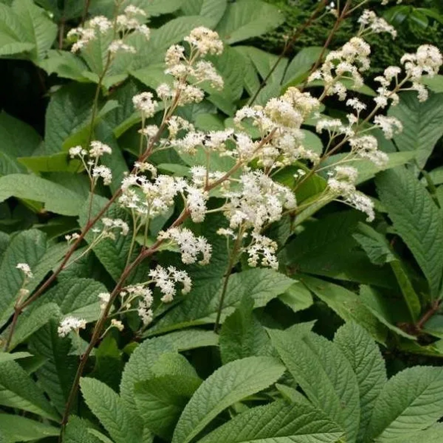 6 x Schaublatt Rodgersia sambucifolia Topf 9cm Beetpflanze