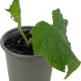 Junge Kastengurke (Cucumis sativus) im Topf, grüne Blätter. Ideal für den Anbau im Garten oder auf dem Balkon.