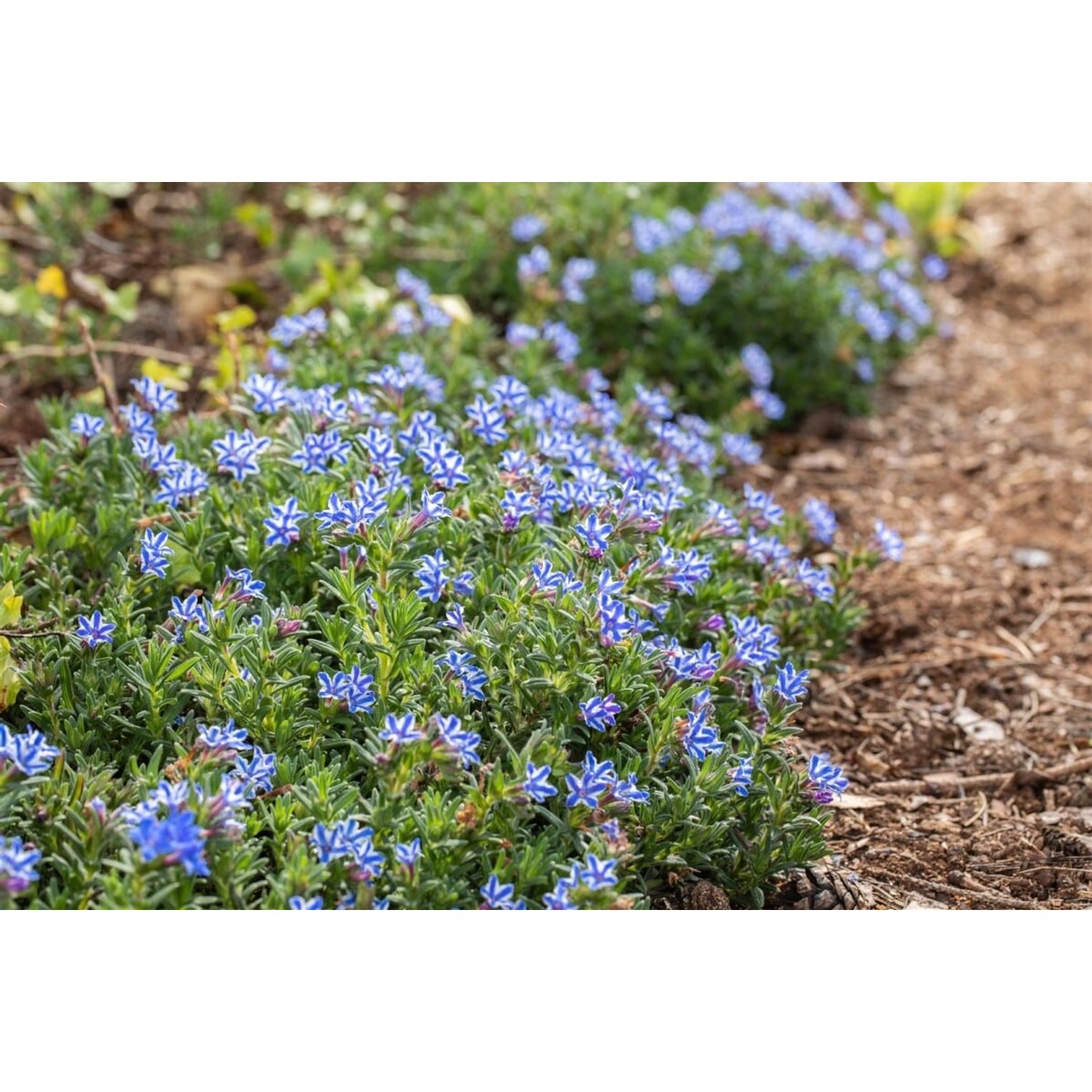 Lithodora Diffusa Sternpolster Ca 9x9 cm Topf günstig online kaufen