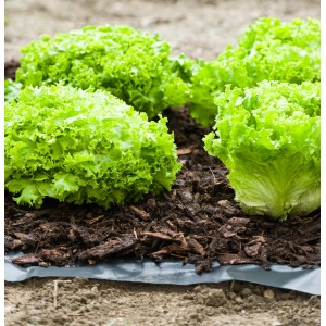 Windhager Unkrautfolie unter Salatpflanzen im Garten, schützt vor Unkraut.