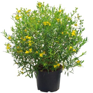 Johanniskraut Gemo im Topf mit leuchtend gelben Blüten und grünen Blättern.
