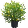 Johanniskraut Gemo im Topf mit leuchtend gelben Blüten und grünen Blättern.
