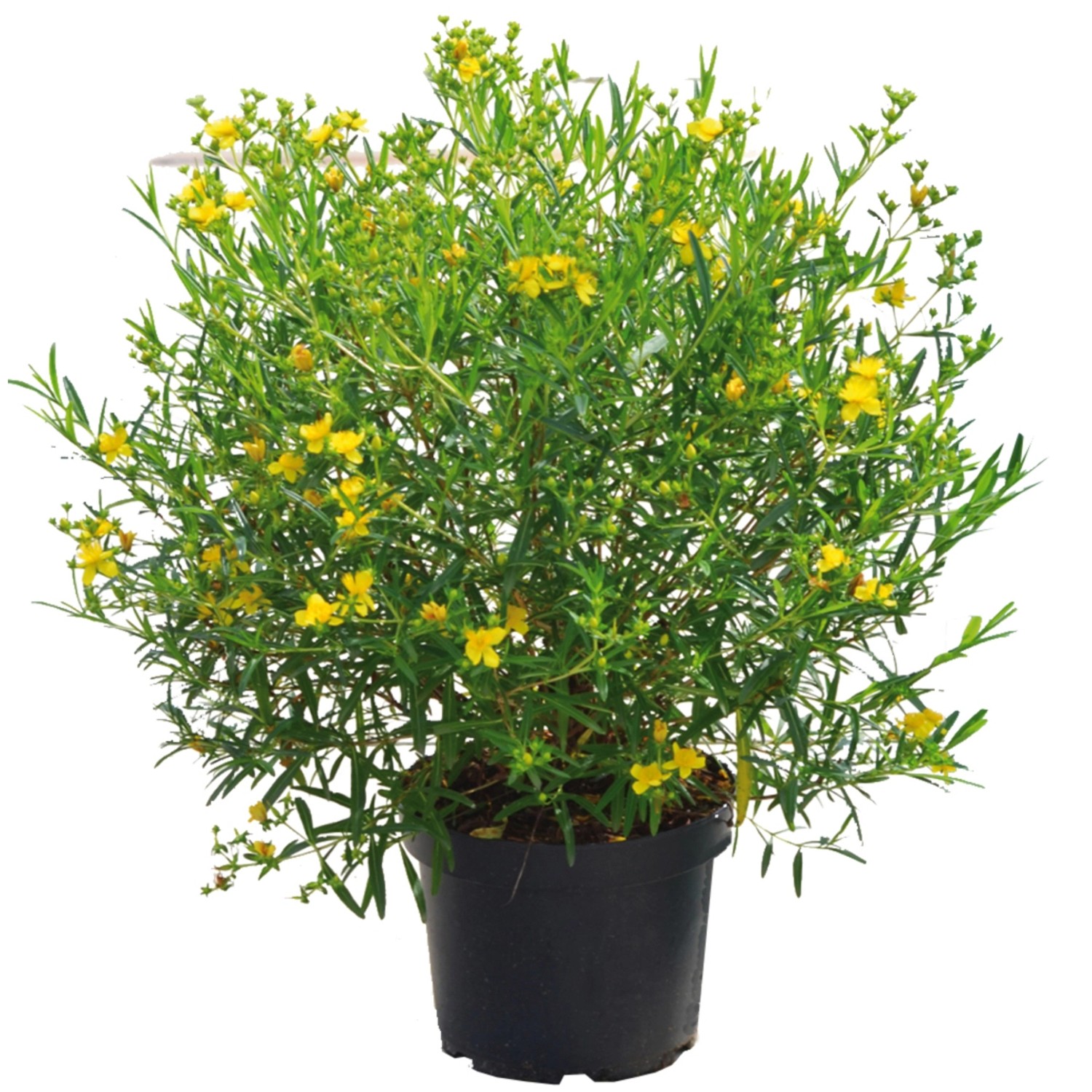 Johanniskraut Gemo Höhe ca. 30-40 cm Topf ca. 4,5 l Hypericum kalmianum günstig online kaufen
