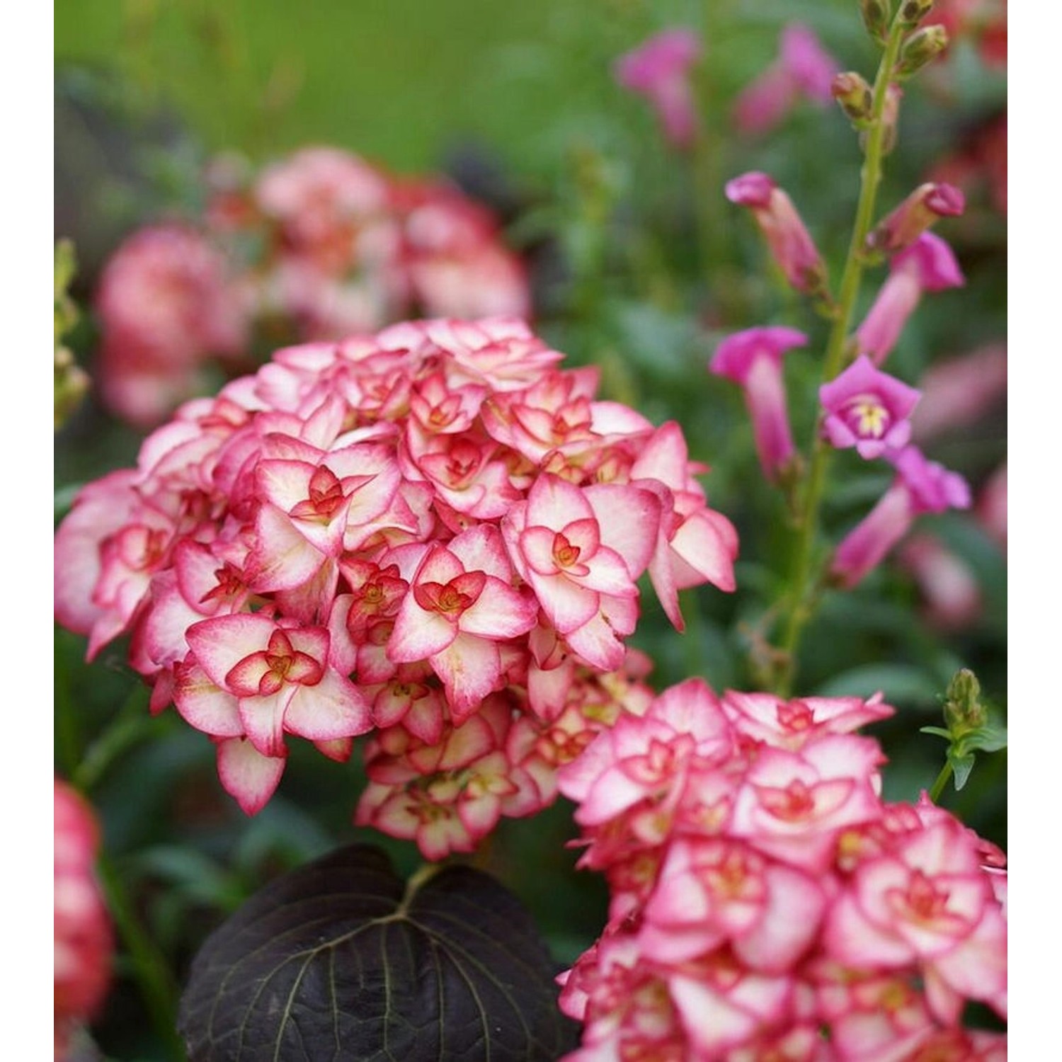 Bauernhortensie Miss Saori 30-40cm - Hydrangea macrophylla günstig online kaufen