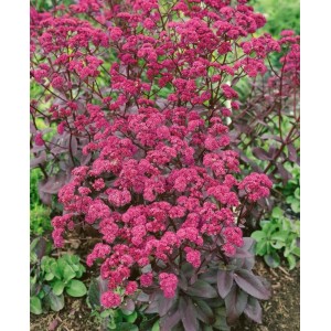 Fette Henne 'Red Cauli' (Sedum Telephium) im Topf, rote Blütenpracht für sonnige Standorte.