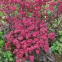 Fette Henne 'Red Cauli' (Sedum Telephium) im Topf, rote Blütenpracht für sonnige Standorte.